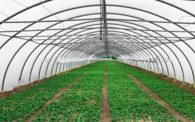 Como o filme agrícola pode garantir e proteger sua produção o ano todo