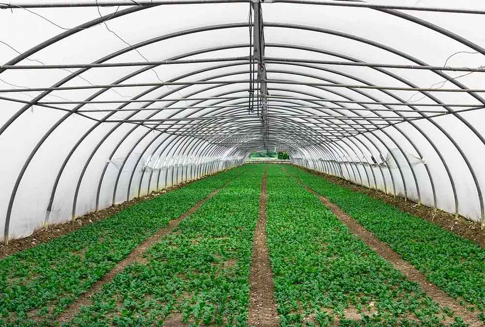 Como o filme agrícola pode garantir e proteger sua produção o ano todo