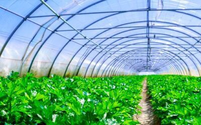 Horticultores podem reduzir riscos com novos filmes para estufas
